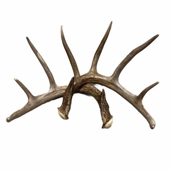 Canadian Whole Deer Antler Chew BRB Pets